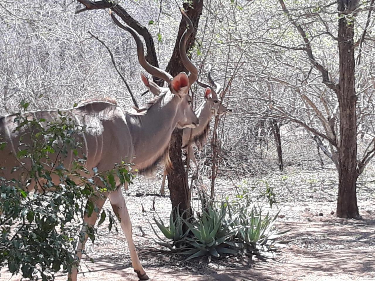 African Sky Marloth Park Exterior foto